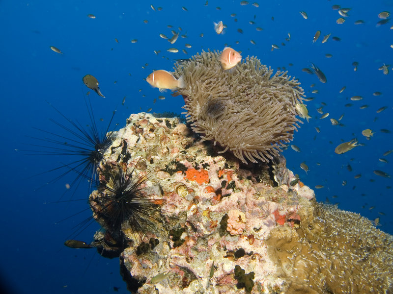 Anemone Fish, Underwater Scene, Southwest
      Pinnacle